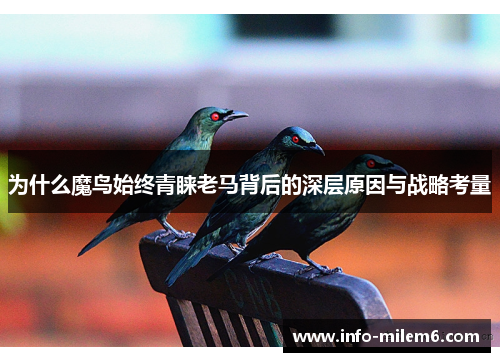 为什么魔鸟始终青睐老马背后的深层原因与战略考量