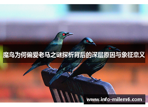 魔鸟为何偏爱老马之谜探析背后的深层原因与象征意义